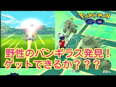 【ポケモンGO】野性のバンギラス発見！！【PokemonGO】