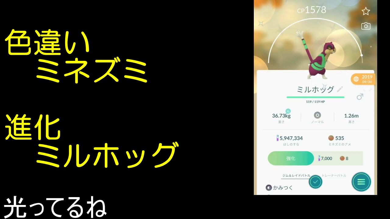 色違いミネズミ進化ミルホッグ【ポケモンGO】
