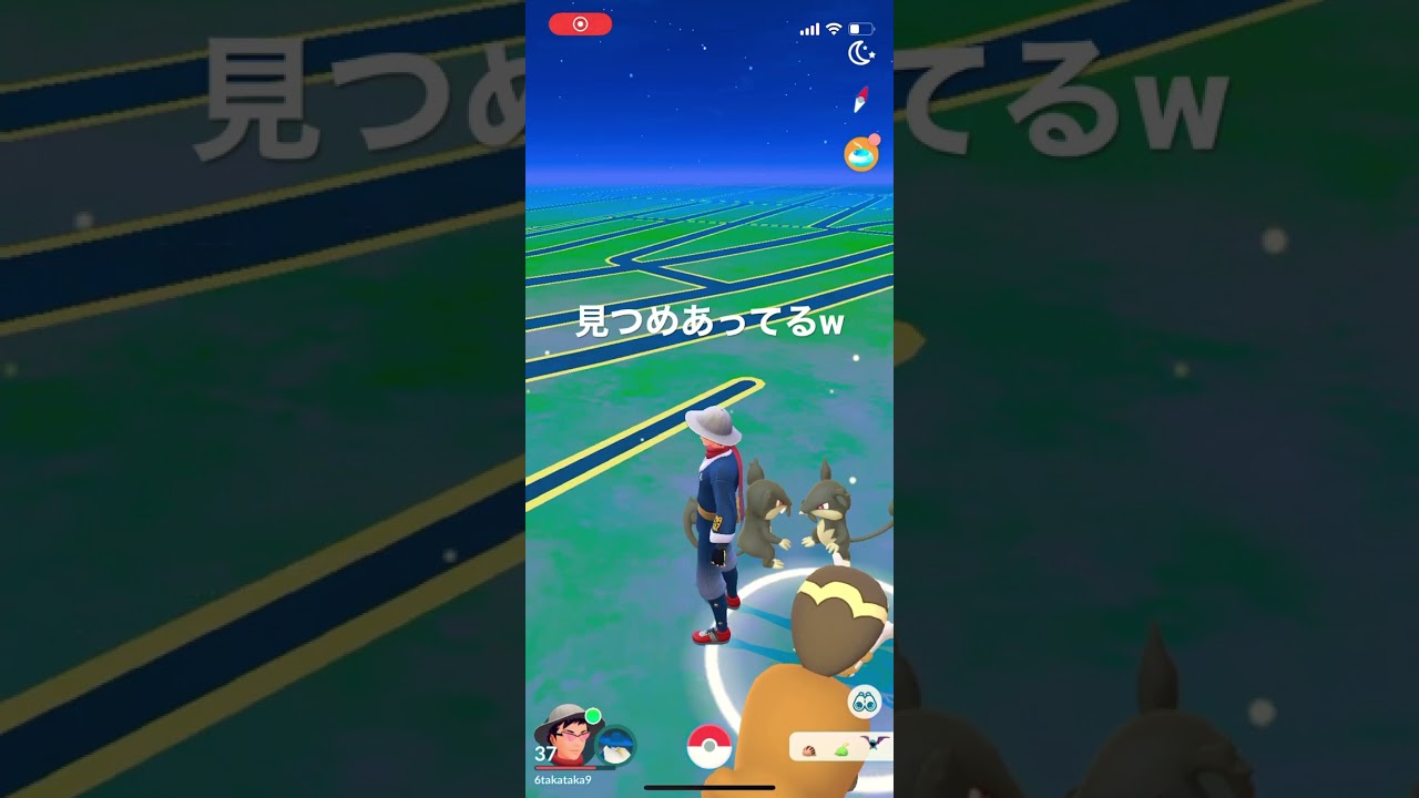 コラッタが見つめあってる　♯shorts ♯ポケモンgo