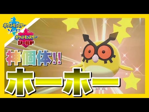 神個体の色違いホーホーを出してしまう男　【ポケモン剣盾】