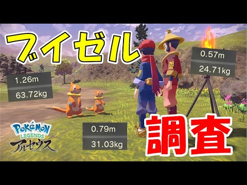 ブイゼルの大きさは？1000体捕獲して検証！【ポケモンLegendsアルセウス/ゆっくり実況】