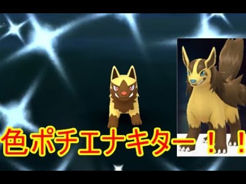 ポケモンGO　色ポチエナと色グラエナ＋おまけ