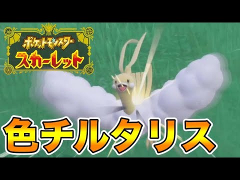 色違いのチルタリスを出して発狂する男　【ポケモンSV】