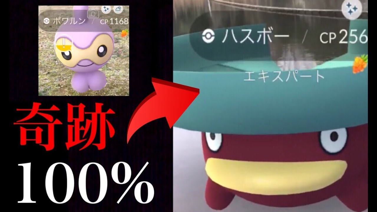 【ポケモンGO】奇跡！色違い１００%のハスボー！みんなの色違い確率はどんな感じ？【色違いポワルン・リサーチデイ】