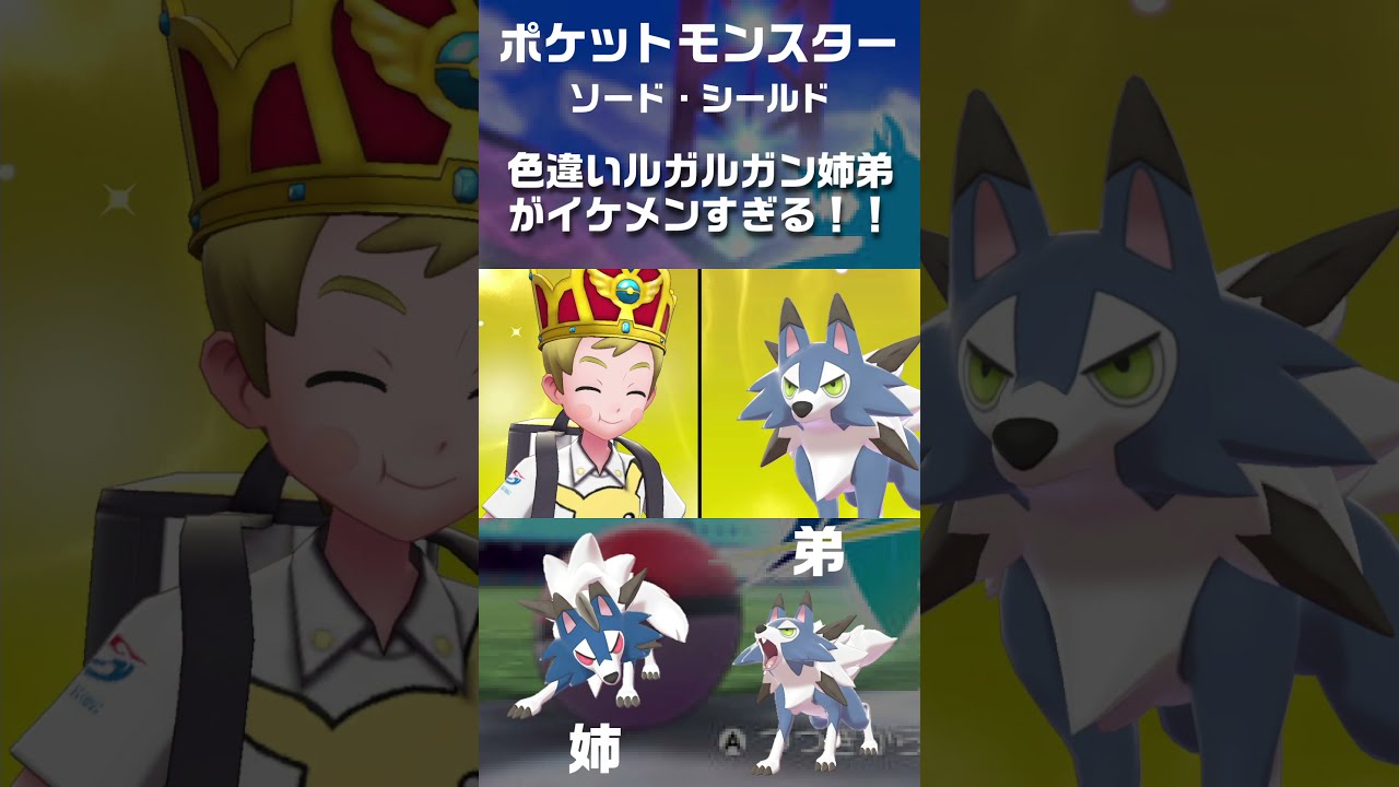 【ポケモンソード・シールド】色違いルガルガン進化！！真昼の姿もたそがれの姿も可愛すぎた(*´▽｀*)【サファボイワンコの孵化あまりほしい人はコメントで！】#shorts