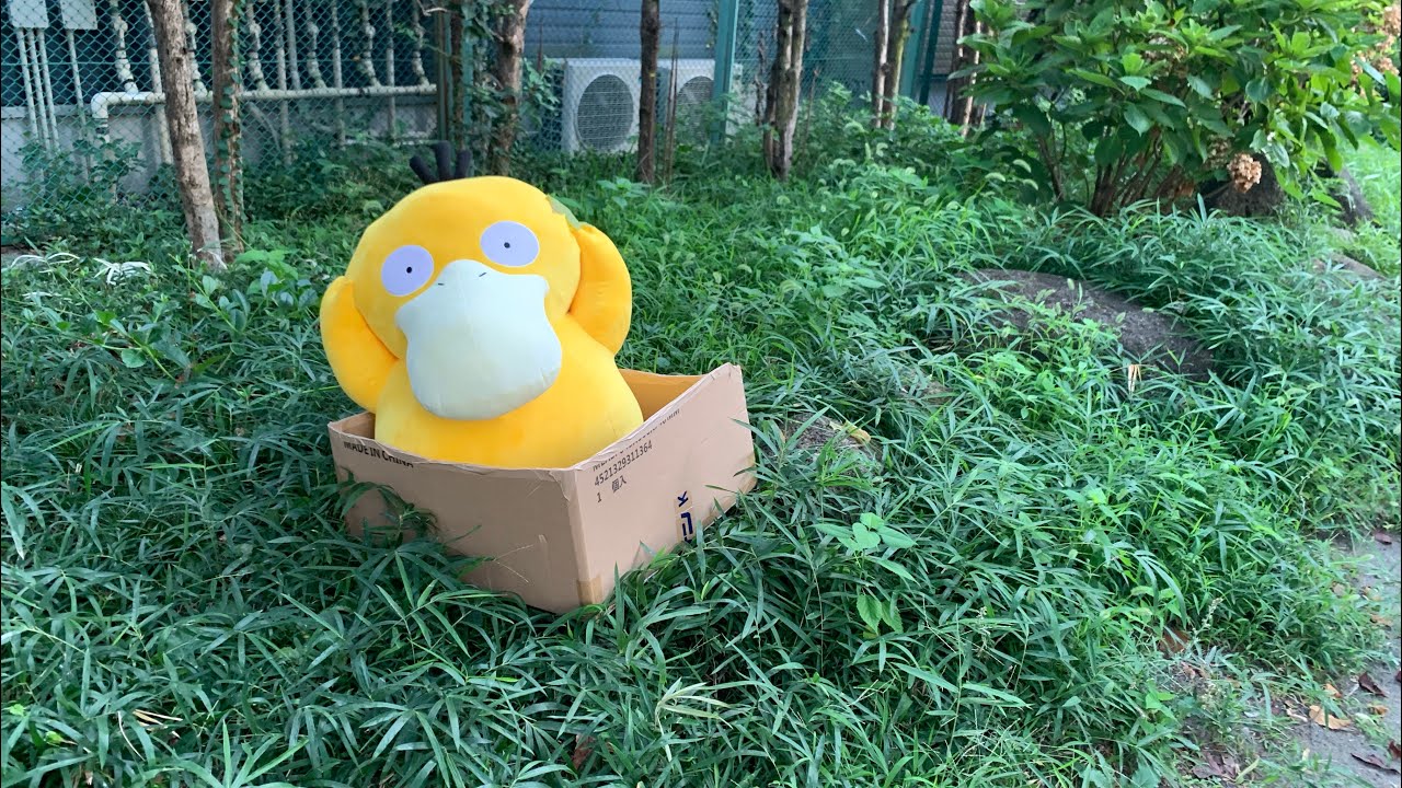 等身大の捨てられたコダックを保護しました。【1日目】【ポケモンセンター受注生産限定等身大コダック】
