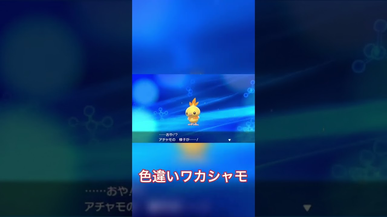 色違いワカシャモさん