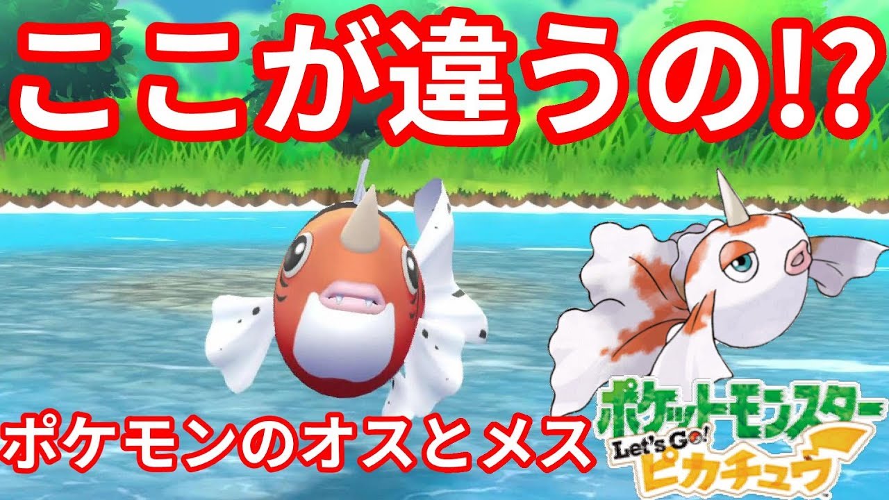 絶妙！？トサキントとアズマオウのオスとメス違いとは！？【ポケモンLet'sGO！ピカチュウ】
