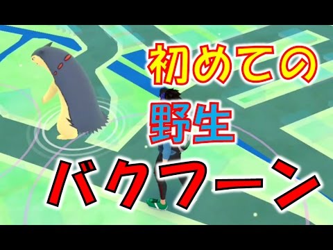 【ポケモンGO】野生のバクフーンさんと出会いました
