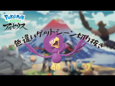 この紫色がたまらない！きれいなマダムに進化します（ヤミカラス）#short