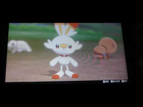 【ポケモン剣盾】ヒバニーちゃんのキレる顔