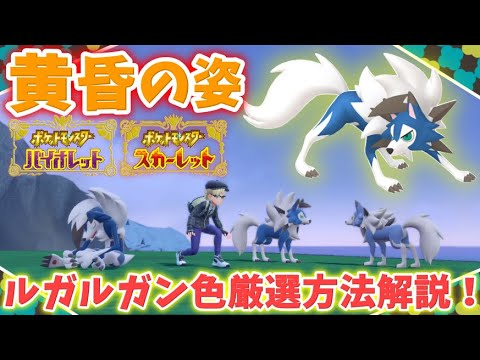 色図鑑完成勢による色ルガルガン(黄昏の姿)厳選方法解説！【#ポケモンSV】
