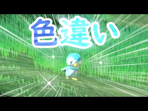 【ポケモンアルセウス】色違いポッチャマGETだぜ！
