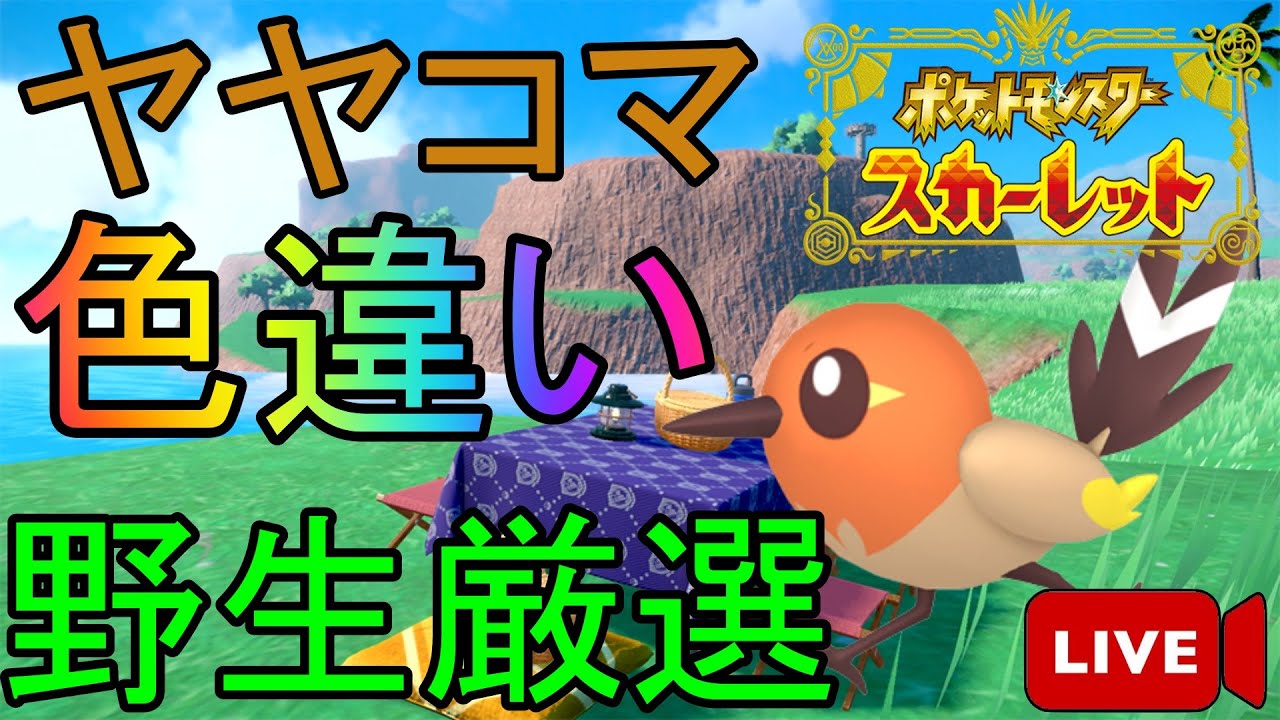 [ポケモンSV]孵化要員のファイアローを色違いにするために、ヤヤコマの色違いを粘る！！