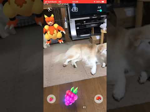 ポケモンGO  ブーバー