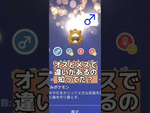 ビッパのオスとメスの違い分かる？-ポケモン #shorts