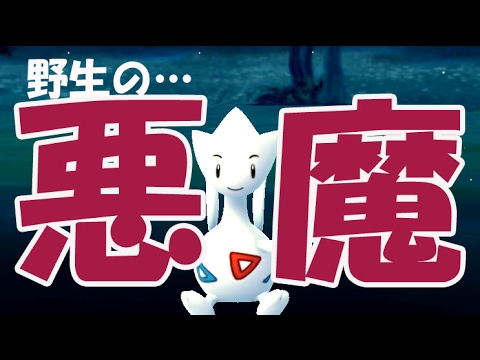 【ポケモンGO】野生のトゲチックが伝説のポケモン並の鬼畜だった 金銀(ジョウト地方)