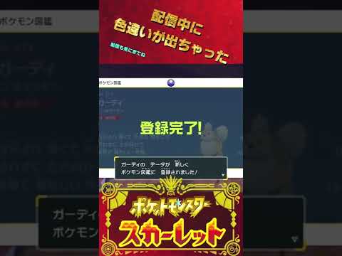 見間違いじゃなかった！！ #shorts #色違い #ガーディ #pokemon #ポケモンsv #スカーレット