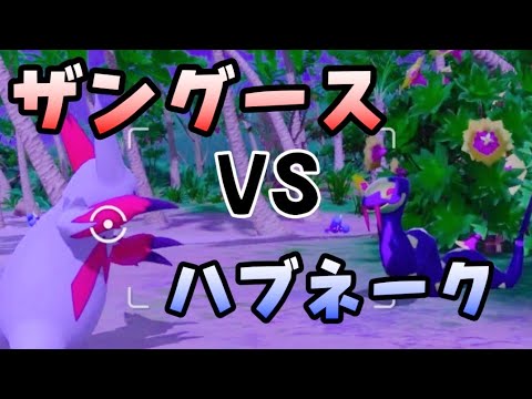 ザングースvsハブネークの撮り方【Newポケモンスナップ】