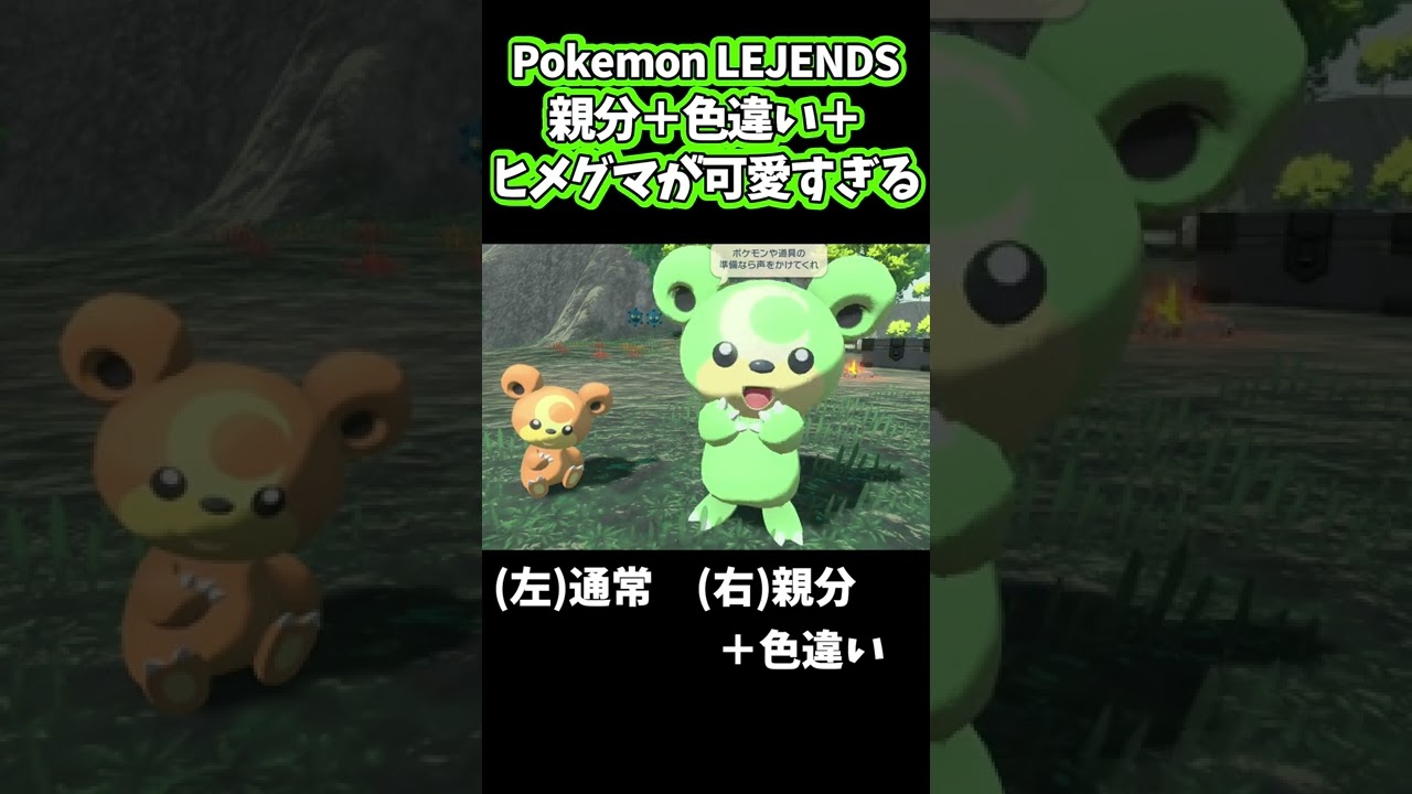 親分色違いヒメグマで癒されよう【Pokémon LEGENDS アルセウス】＃Shorts