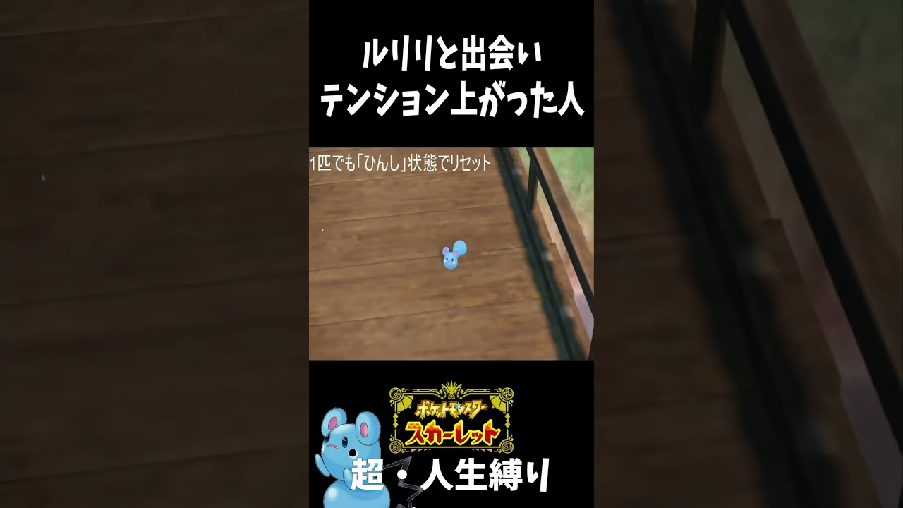 【ポケモンSV】ルリリだああああああああああああ【閃光のハサウェイ】#shorts