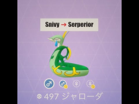 【Pokémon GO】色違い進化(LvUp)動画 ツタージャ ➡ ジャローダ ☆shiny☆