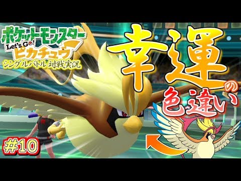 【ピカブイ】幸運の色違いピジョットが強い！Let's Go!ピカチュウ！シングル対戦実況！#10【ポケモン】