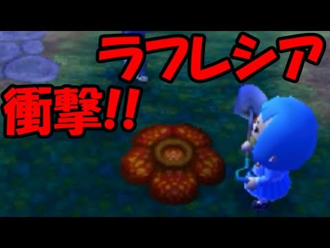 【衝撃！ラフレシアが村に生えてます！】とびだせどうぶつの森amiibo+