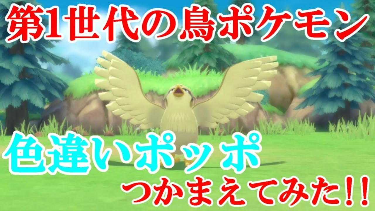 【ダイパリメイク】第1世代の鳥ポケモン！！色違いポッポつかまえてみた！！