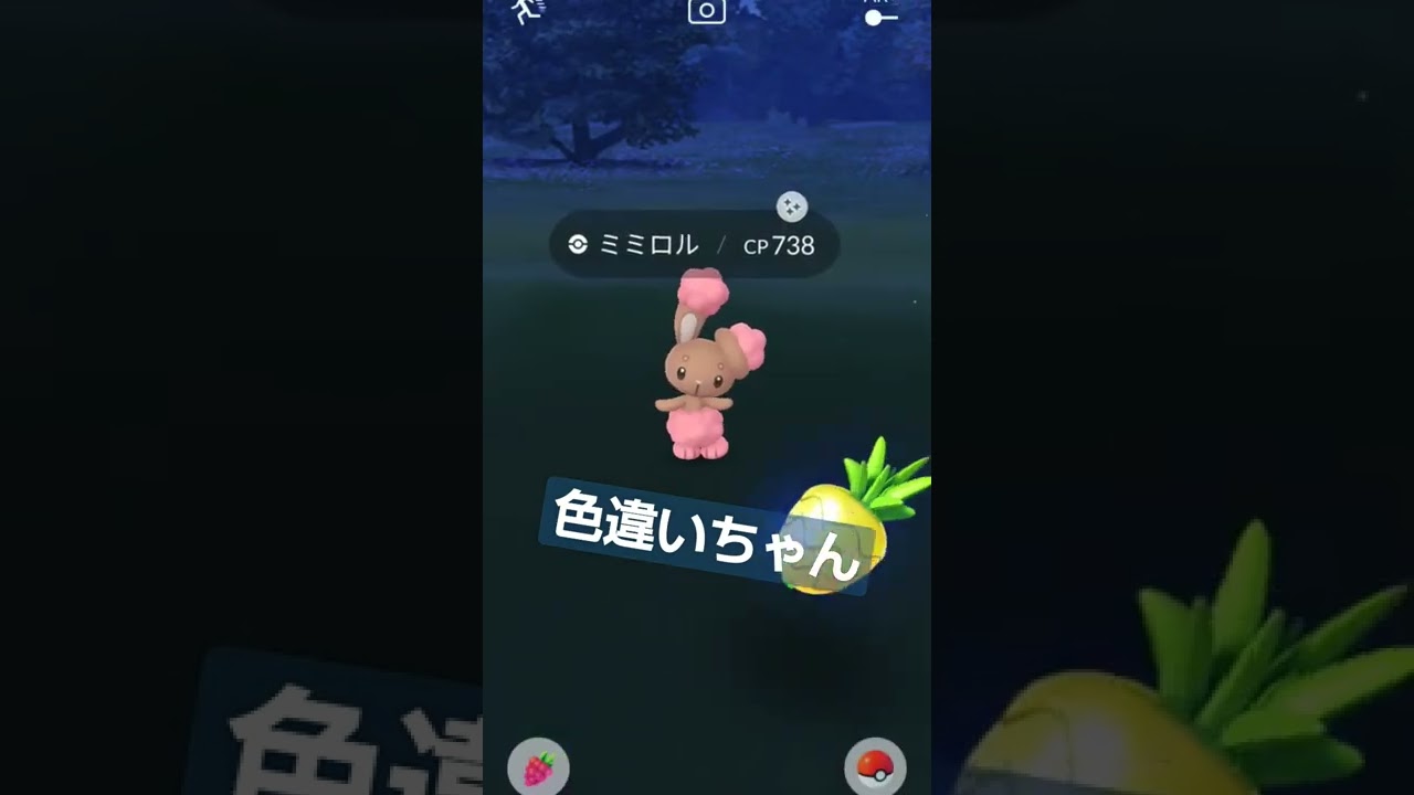 【ポケモンGO】ミミロルです　#ポケモンgo #shorts #色違い　#ポケモン #けーしぃん