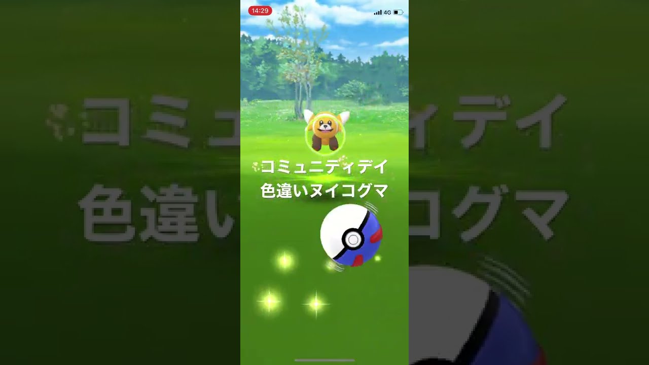 ポケモンGO 色違いヌイコグマ出現！色違いキテルグマへ進化！