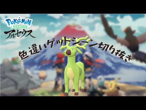 【アルセウス】オドシシの色違いGET！！進化させるのが楽しみだ！（オドシシ）#short