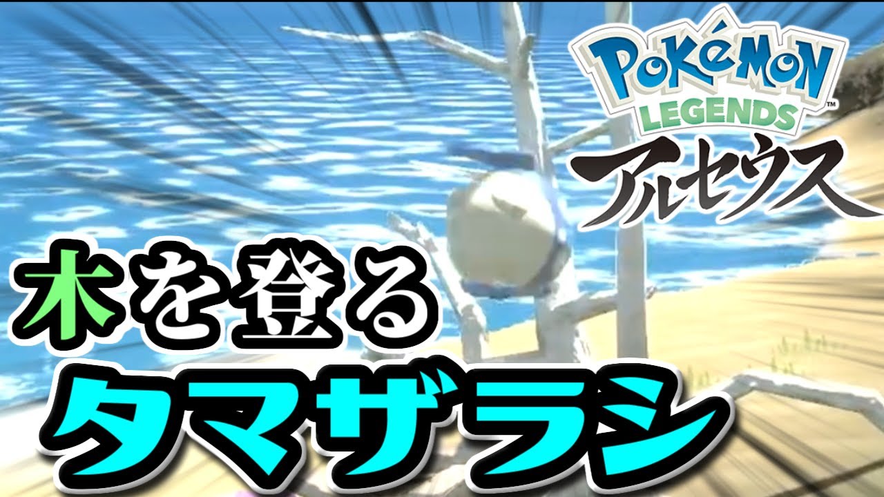 今まであなたは木を登るタマザラシを見たことがありますか?【ごまちゃん切り抜き】【ポケモンLEGENDSアルセウス】