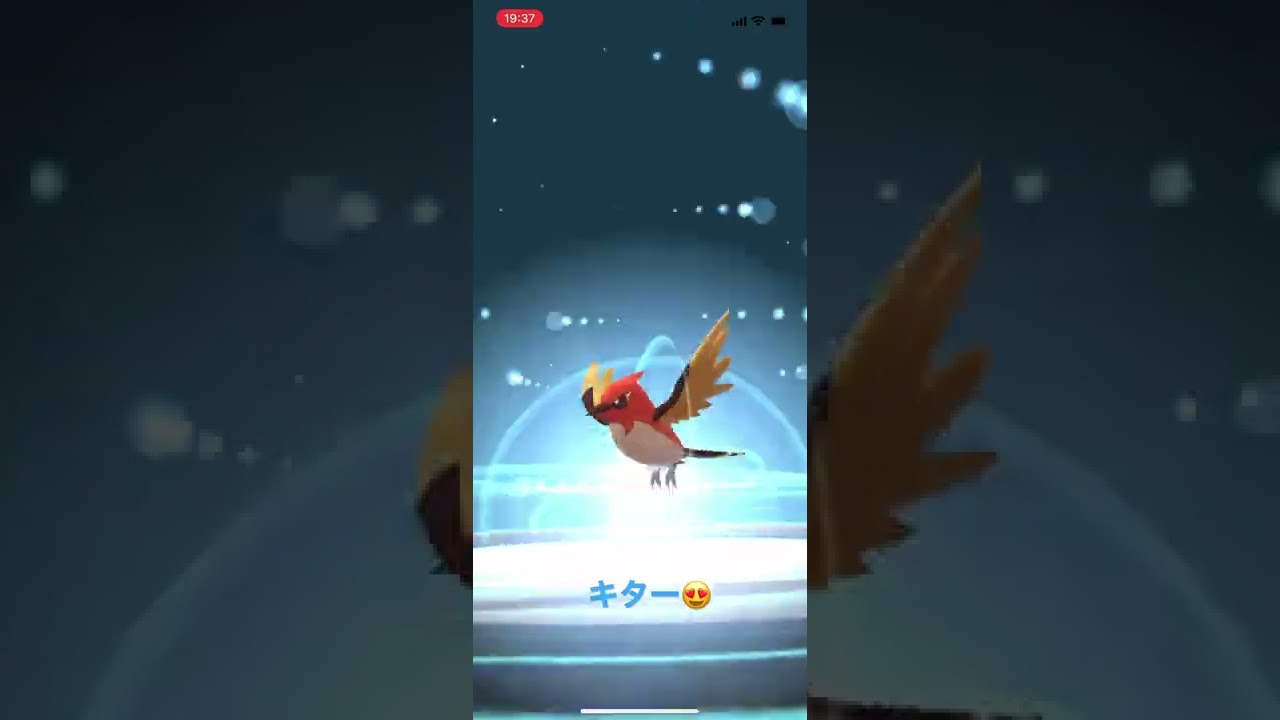 ポケモンgo☆色違いヤヤコマ〜ヒノヤコマ〜ファイヤローへ進化！#shorts #かわいい #かっこいい