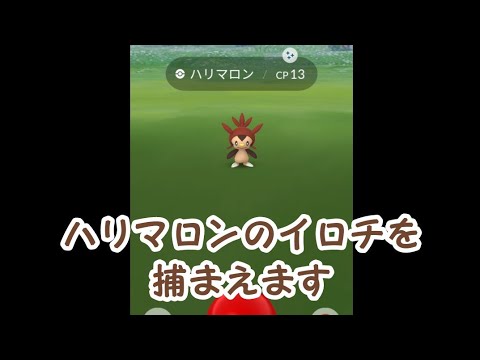 2023年ポケGO初コミュニティデイでハリマロンのイロチ捕まえます
