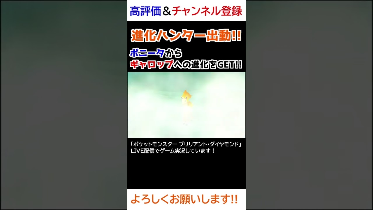 ポニータ→ギャロップ進化【ダイパリメイク】【進化ハンター】
