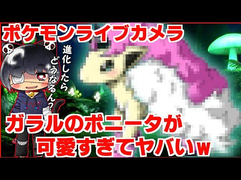 【ポケモン剣盾】ポケモンライブカメラに写ったガラルのポニータがあまりにも可愛すぎる件
