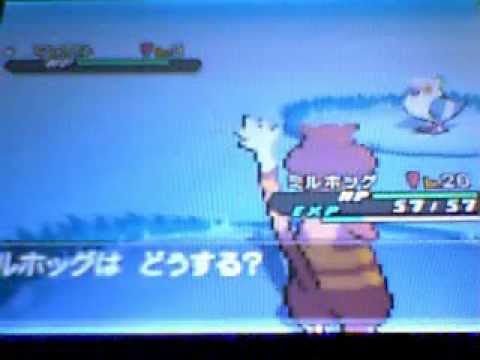 [ISHC] Shiny Pidove (Poichigeon, マメパト) after 8,234 RE's (２０ばんどうろ, Black 2)