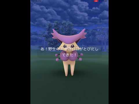 【ポケモンGO】初めて、野生のエネコロロに遭遇！