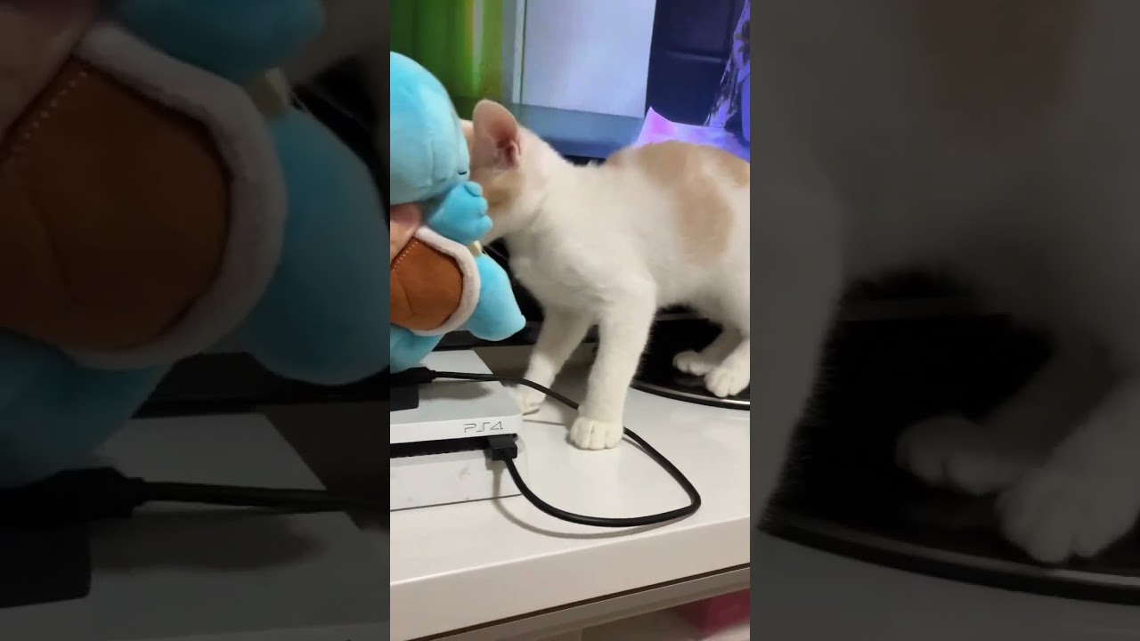 ニャースＶＳゼニガメ