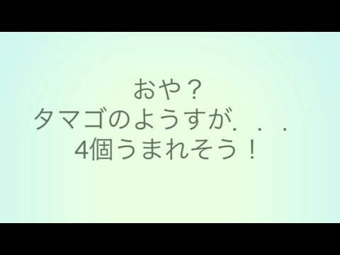 【ポケモンGO】7キロたまご４連Shinyホーホーでるか！？