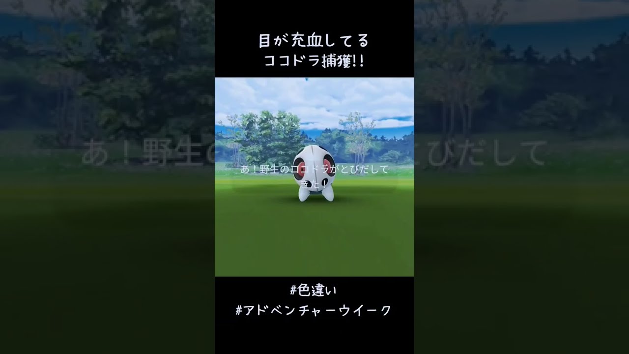 目が充血してるココドラ捕獲✨✨✨ #ポケモンGO #アドベンチャーウイーク #色違い