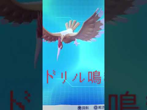 ピカブイ【図鑑NO022】オニドリル鳴き声#ポケモン動き #図鑑コンプ #レッツゴーピカチュウ #レッツゴーイーブイ
