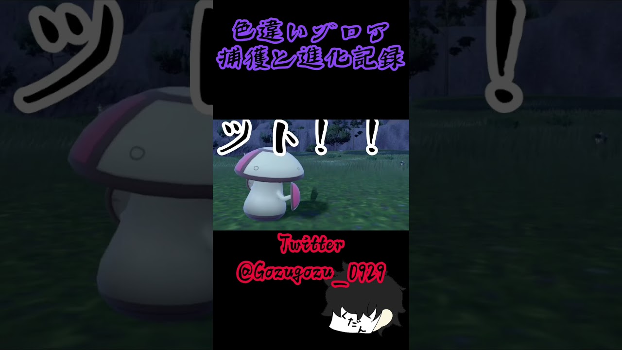 色違いゾロアを捕獲して進化させた記録 #ポケモン #ポケモンsv #ゾロア
