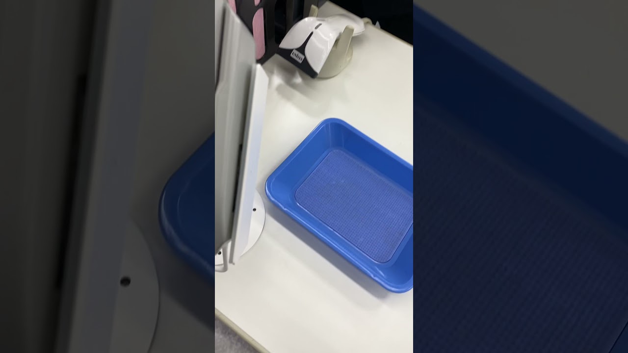 三十路ポケモン廃人が『色違いザシアン』受け取りに行った結果・・・ #Shorts