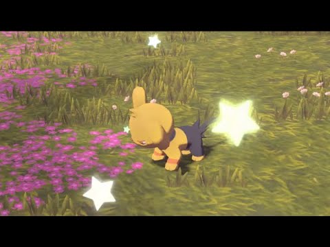 色違いコリンク#shorts #ポケモン#ポケモンアルセウス