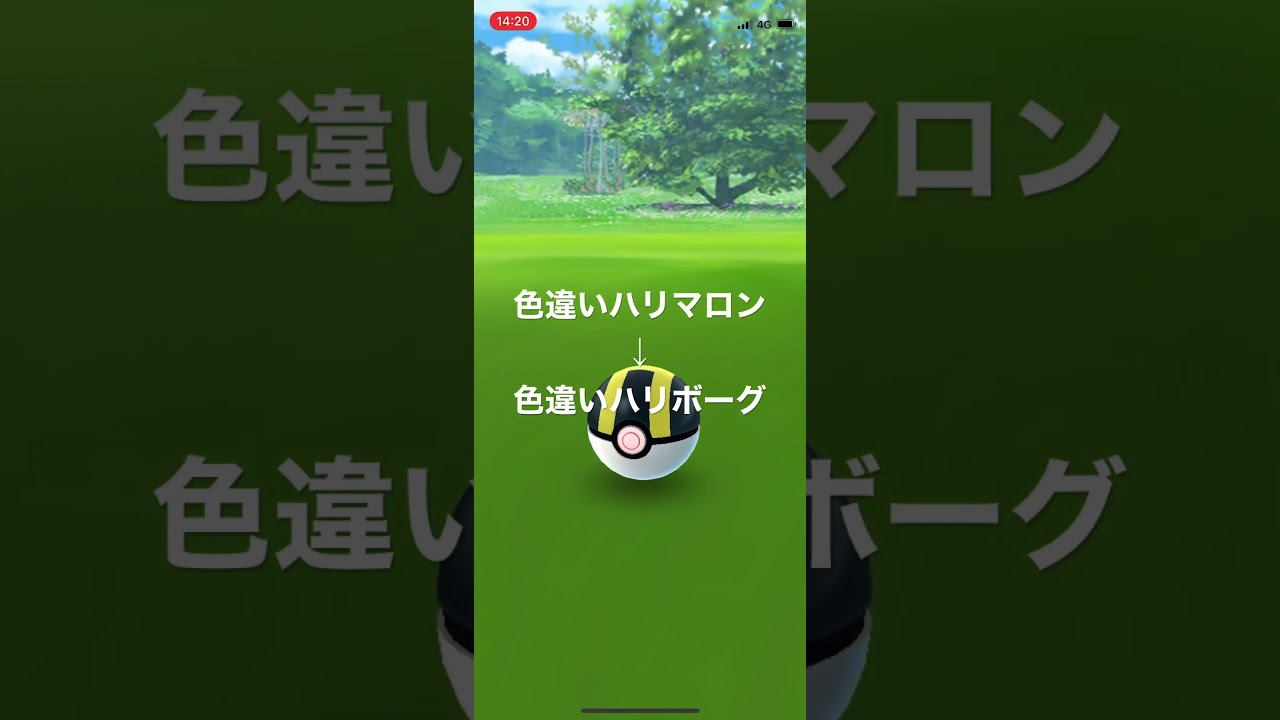 ポケモンGO 色違いハリマロン出現！色違いハリボーグへ進化！ #pokémon #ポケットモンスター #short
