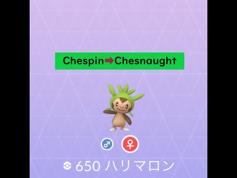 【Pokémon GO】Evolution ＃650 ハリマロン ★Not shiny★#Shorts