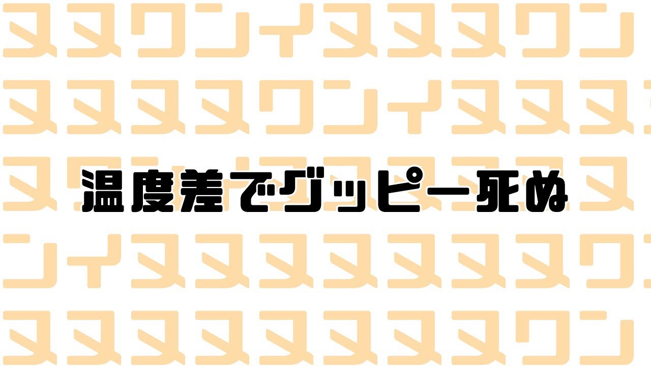 【ポケットモンスター剣盾】こちらはワンパチ逆6Vを作る配信です【にじさんじ/葉加瀬冬雪】