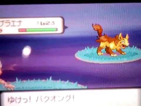 グラエナ色違いを捕まえる